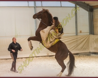 1AMAZONE- 0239